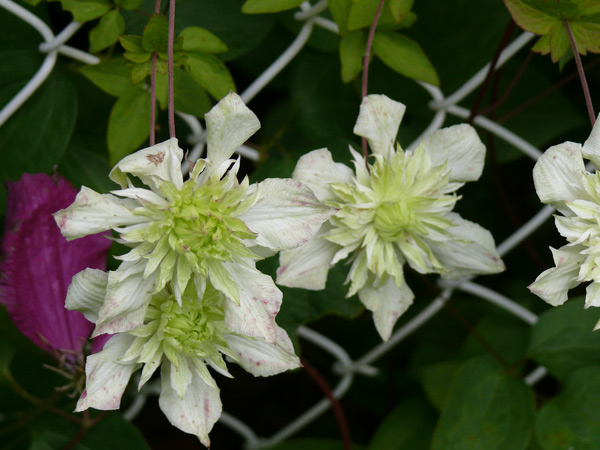 clematites-blanches