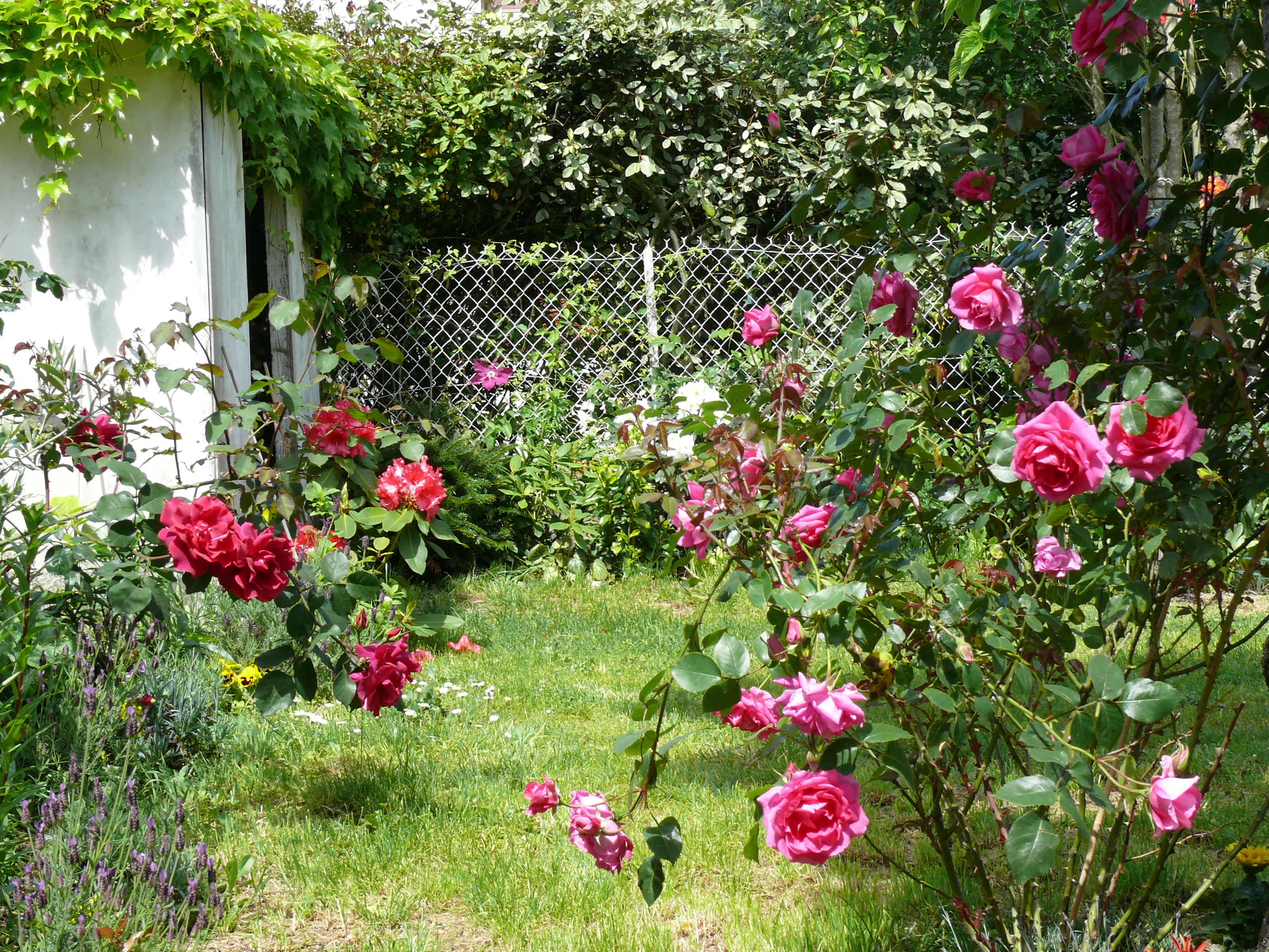 Rosier grimpant rose agrippé au cerisier