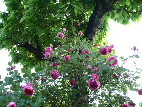 rosier-grimpant-rose
