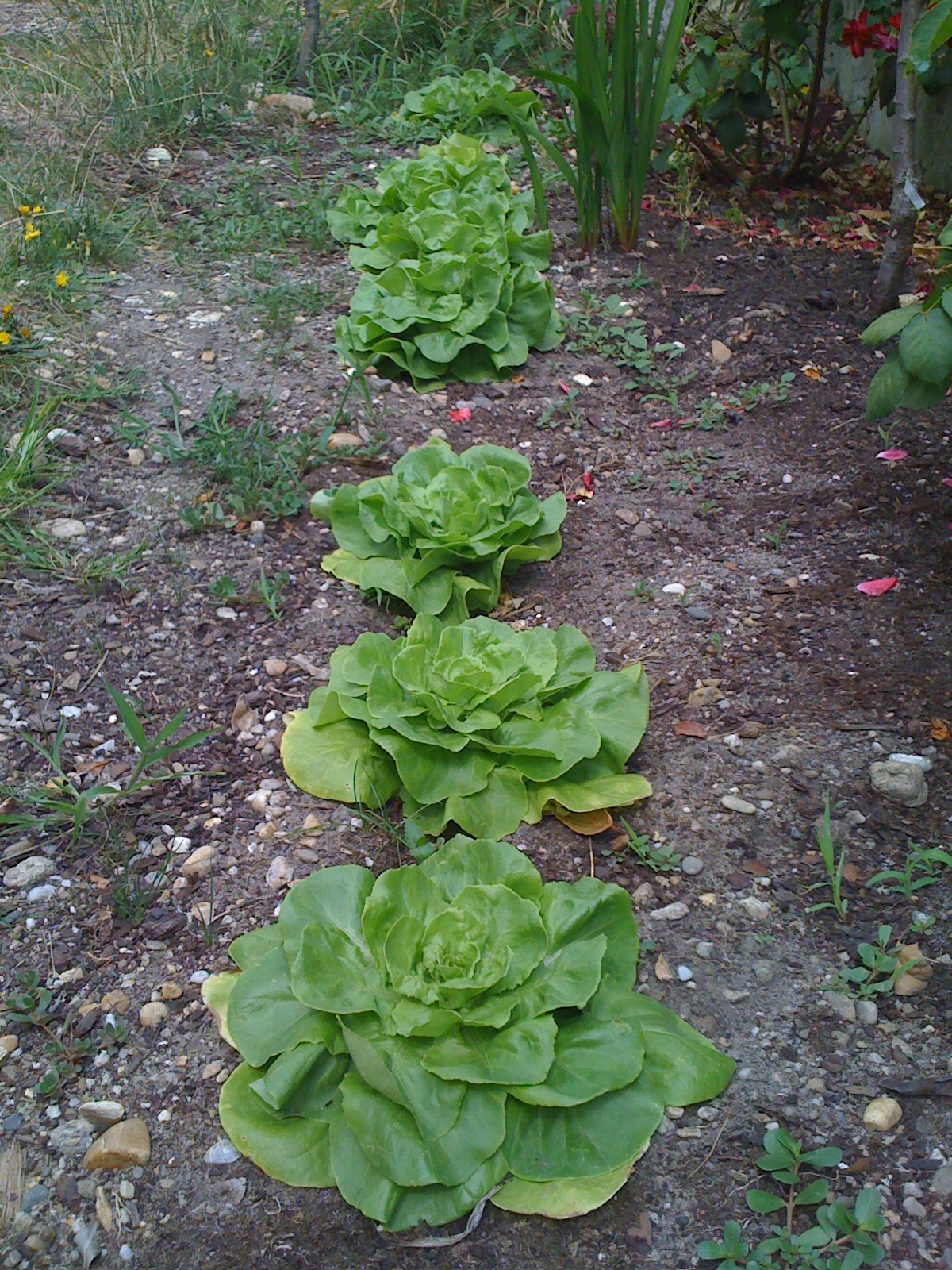 mes petites salades vertes