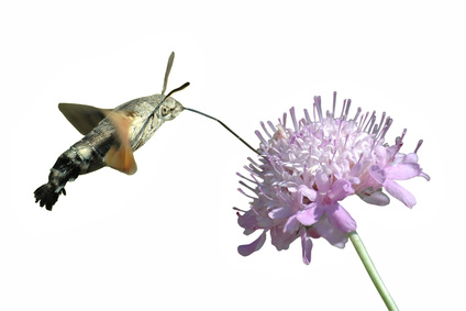 détourage papillon moro sphinx butinant une fleur