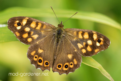 Papillon le Tircis sur une herbe