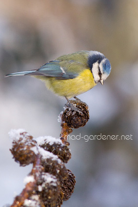 MESANGE BLEUE sur BRANCHE