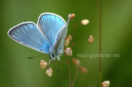 papillon azuré