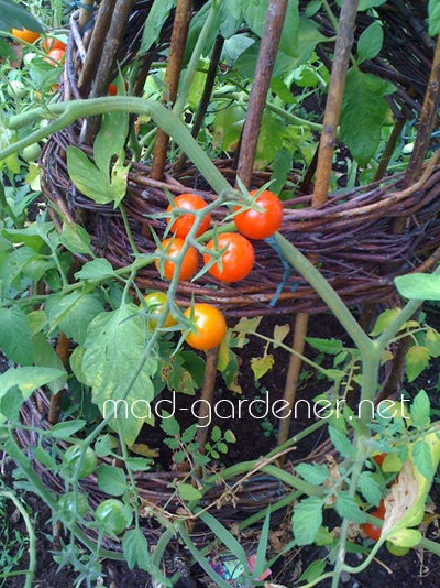 tomate-cerise-octobre