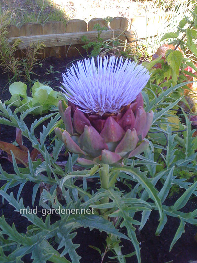 La fleur de l' artichaut