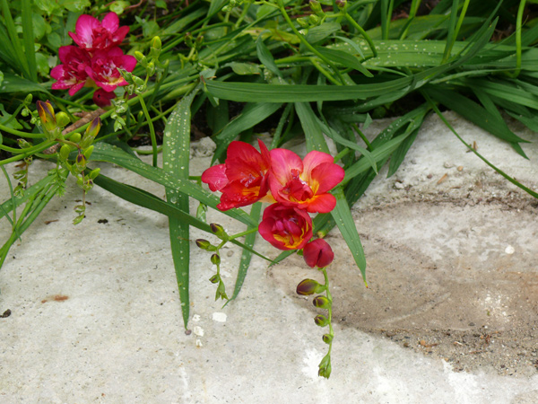 fleur-freesia