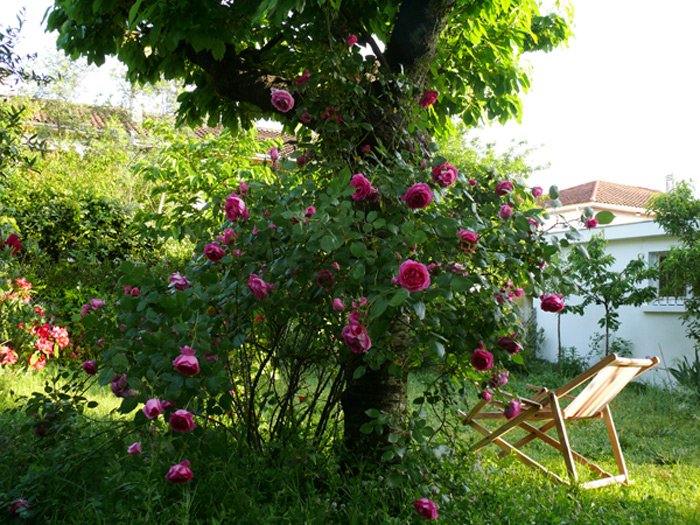 rosier-grimpamt-cerisier