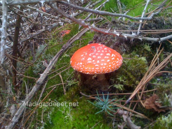 amanite-tue-mouches-amanita-muscaria