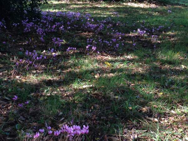 cyclamen-sous-bois