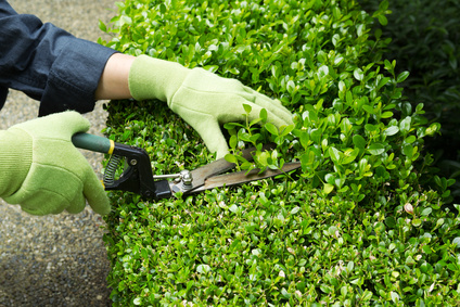 Trimming Hedges with Manual Shears