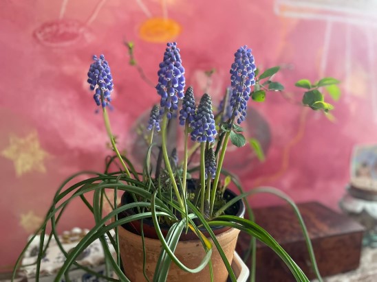 fleur bleu muscaris