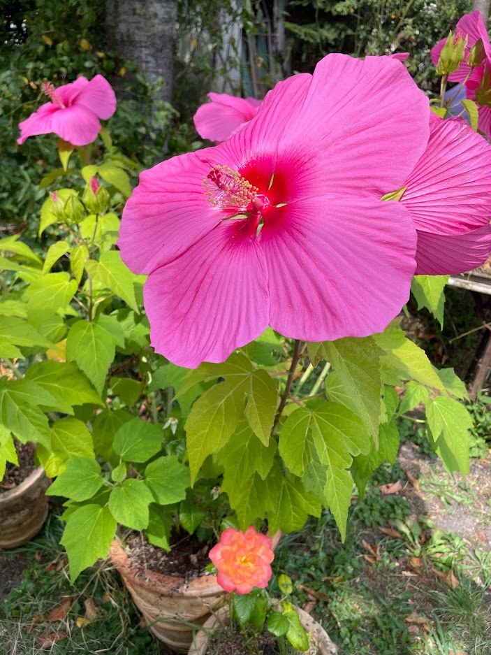 Hibiscus des marais
fleur rose