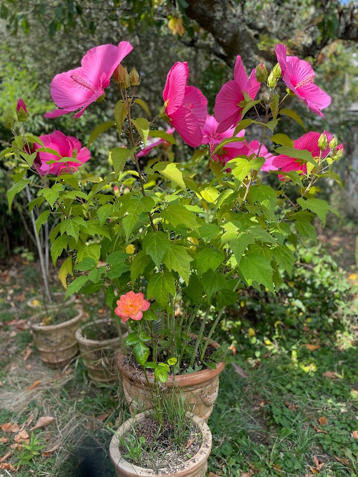 hibiscus des marais