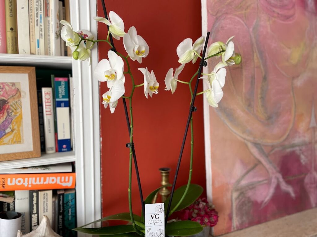 trucs et astuces pour orchidée 
