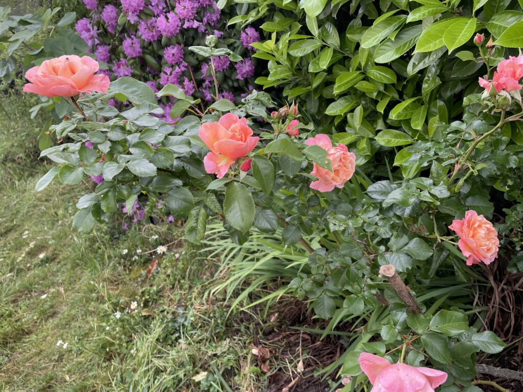 rosier orange